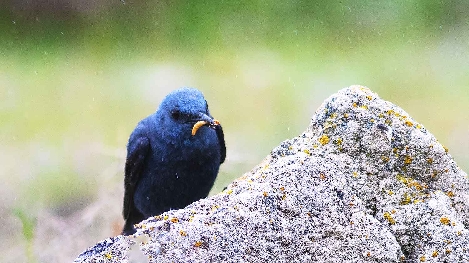 Blue Rock-Thrush